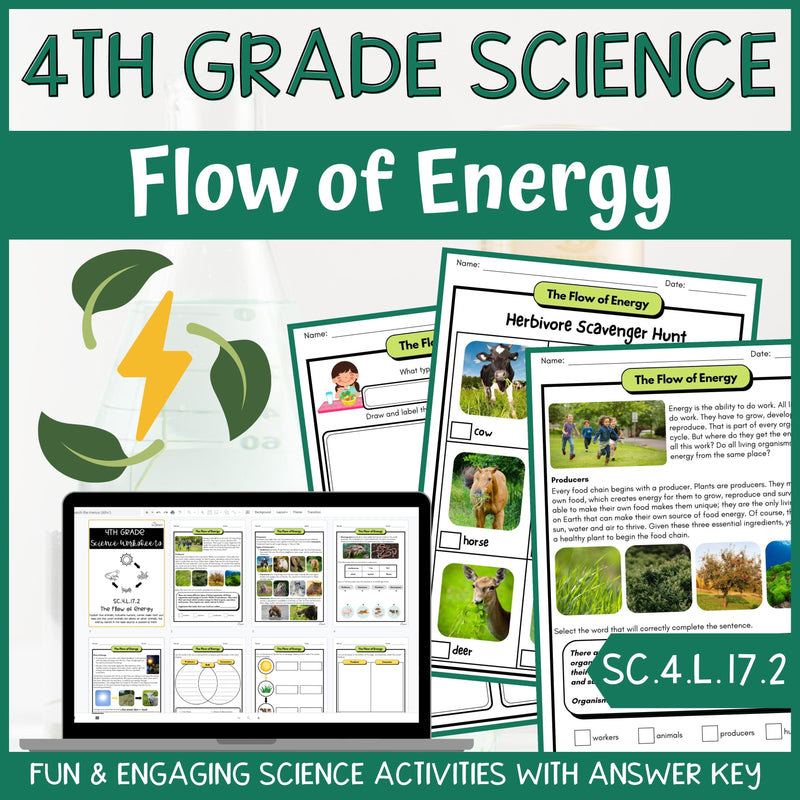 Flow of Energy Activity & Answer Key 4th Grade Life Science