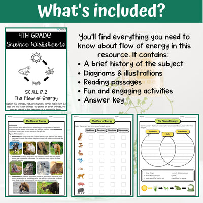 Flow of Energy Activity & Answer Key 4th Grade Life Science