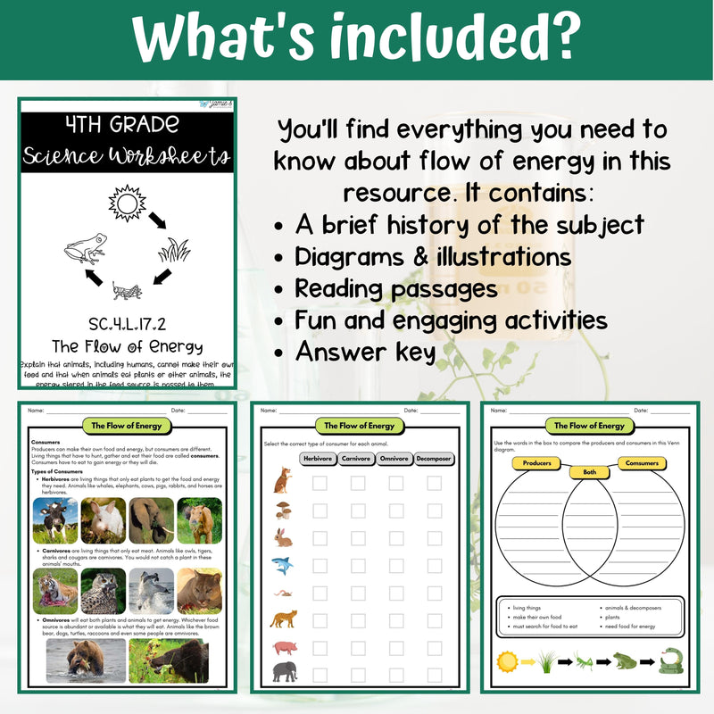 Flow of Energy Activity & Answer Key 4th Grade Life Science