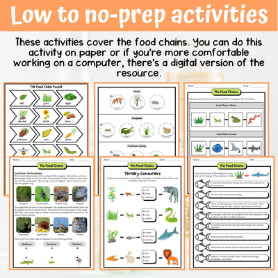 Food Chains Activity & Answer Key 4th Grade Life Science