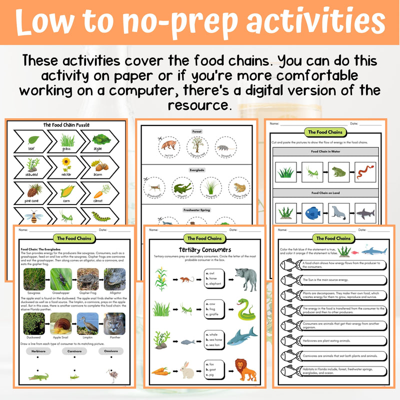 Food Chains Activity & Answer Key 4th Grade Life Science